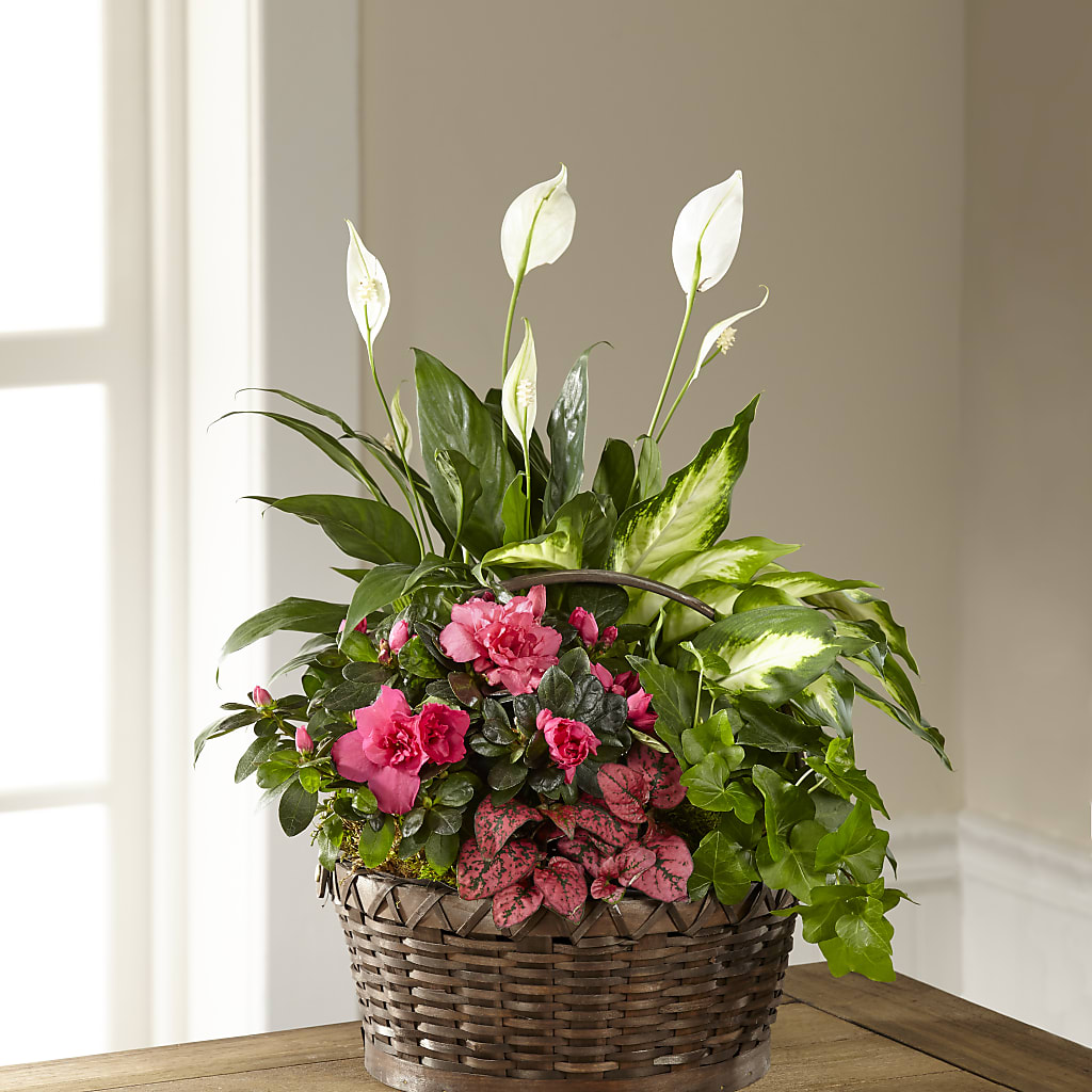 Dream in Pink Dishgarden – A Little Bit Of Love, Hanover PA
