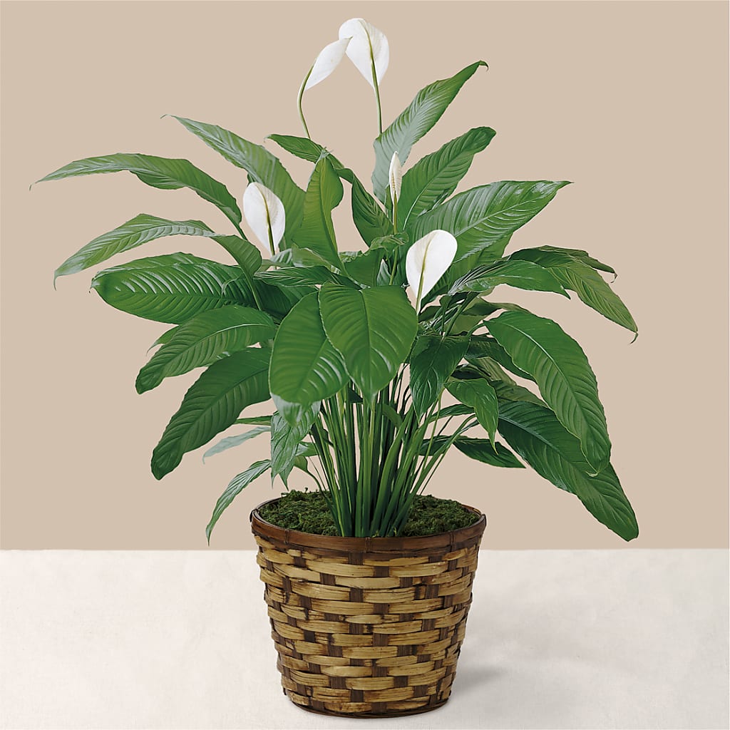 Tranquil Moments Peace Lily Plant – A Little Bit Of Love, Hanover PA