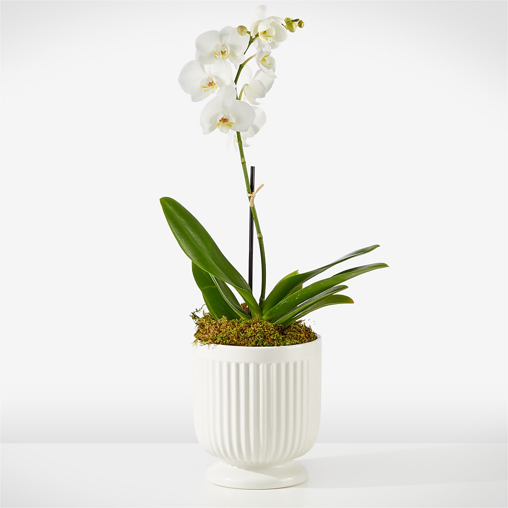 Whispering White Orchid – A Little Bit Of Love, Hanover PA