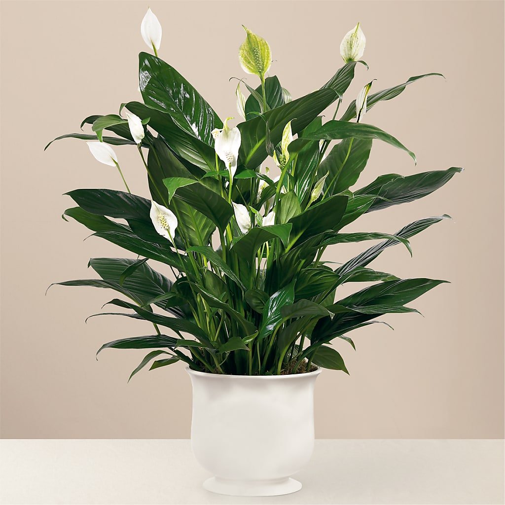 Comfort Planter – A Little Bit Of Love, Hanover PA