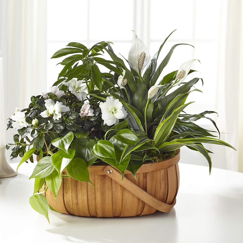 Serene Dishgarden – A Little Bit Of Love, Hanover PA