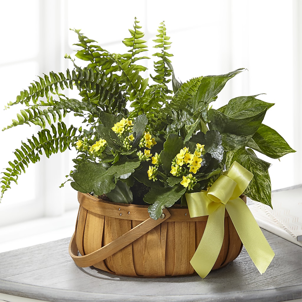Always Dear Dishgarden – A Little Bit Of Love, Hanover PA