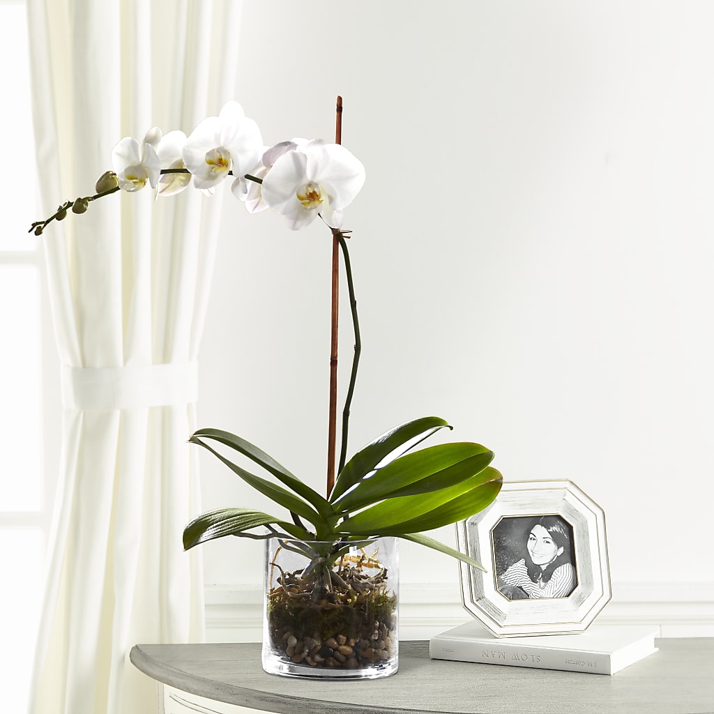 White Orchid Planter – A Little Bit Of Love, Hanover PA