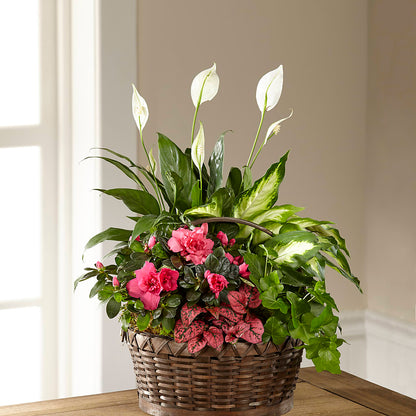 Dream in Pink Dishgarden –  A Little Bit Of Love, Hanover PA