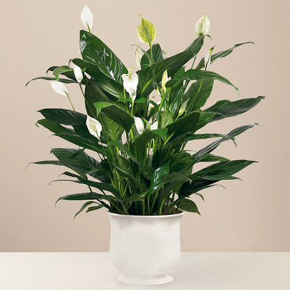 Comfort Planter –  A Little Bit Of Love, Hanover PA