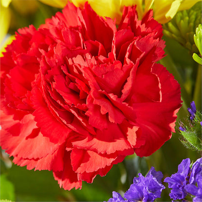 Brighter Days Bouquet –  A Little Bit Of Love, Hanover PA