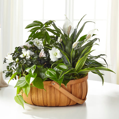 Serene Dishgarden –  A Little Bit Of Love, Hanover PA