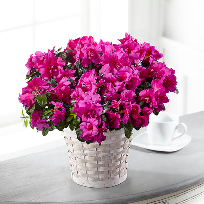 Hope & Serenity Azalea Plant –  A Little Bit Of Love, Hanover PA