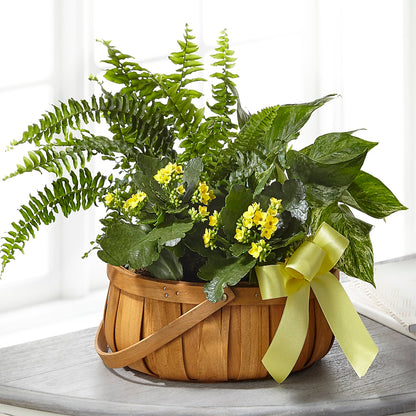 Always Dear Dishgarden –  A Little Bit Of Love, Hanover PA