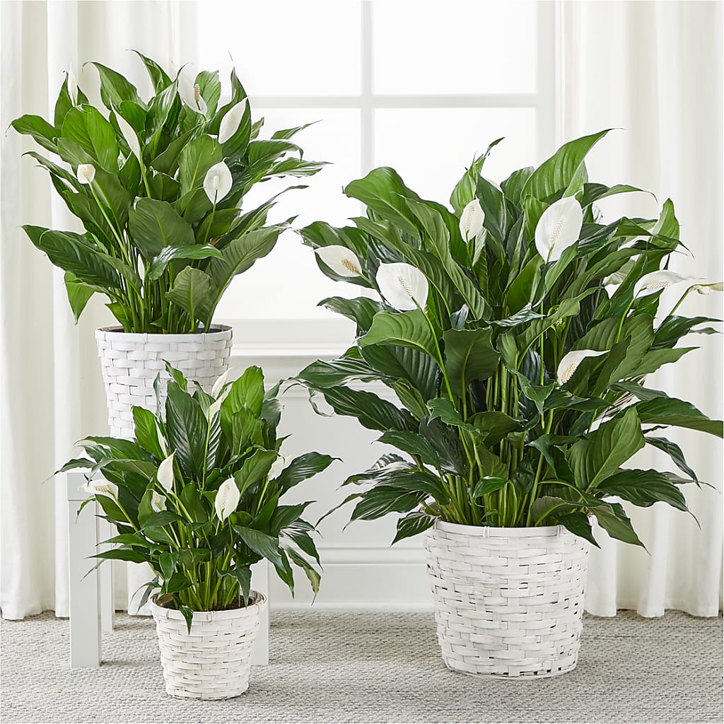 A New Leaf Peace Lily –  A Little Bit Of Love, Hanover PA
