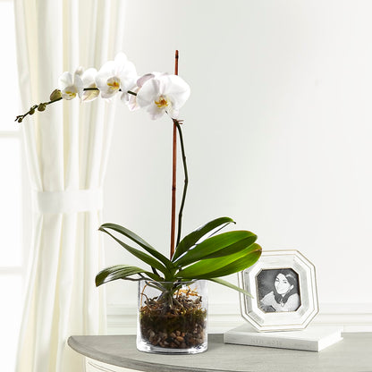 White Orchid Planter –  A Little Bit Of Love, Hanover PA