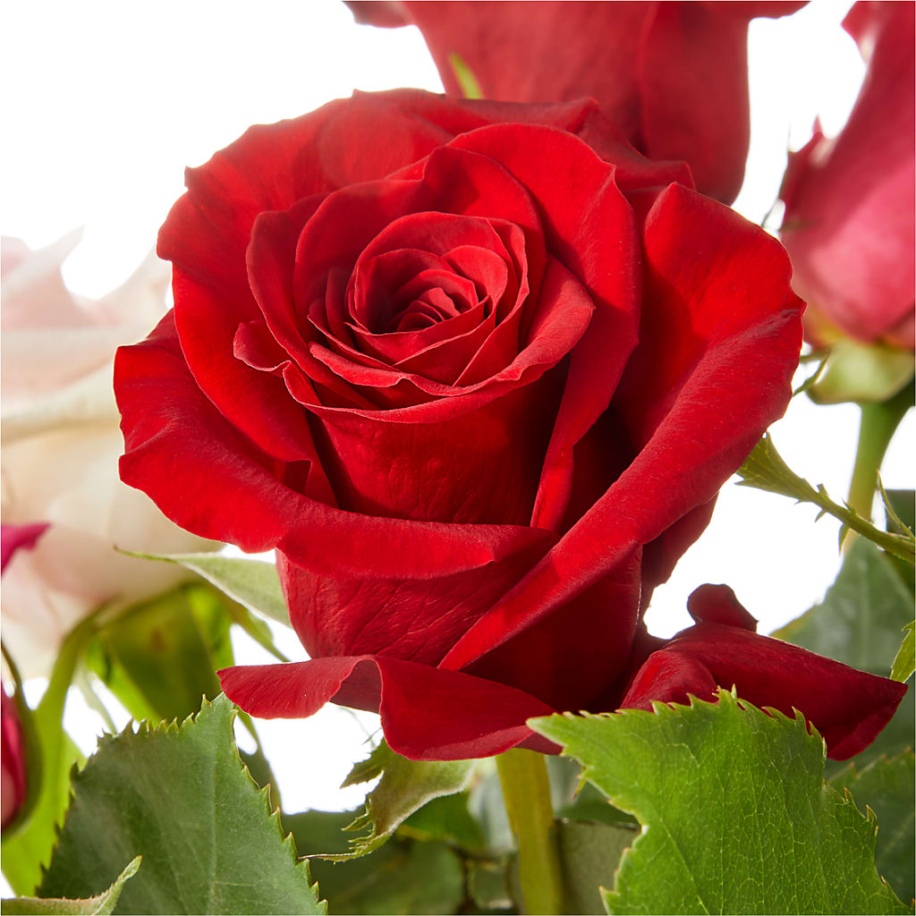Love Notes Rose Bouquet –  A Little Bit Of Love, Hanover PA